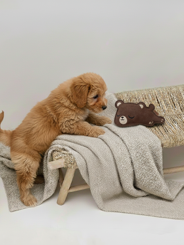 BUDDY. Leather Dog Toy "Small Bear" - natural dog toy available online from BUDDY. dog accessories