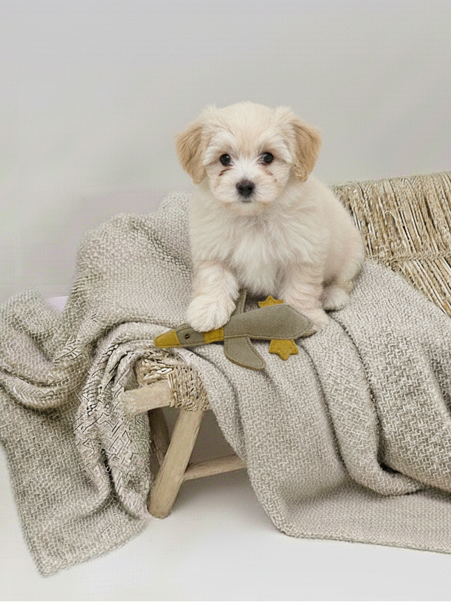 BUDDY. Leather Dog Toy "Small Duck" - natural dog toy available online from BUDDY. dog accessories