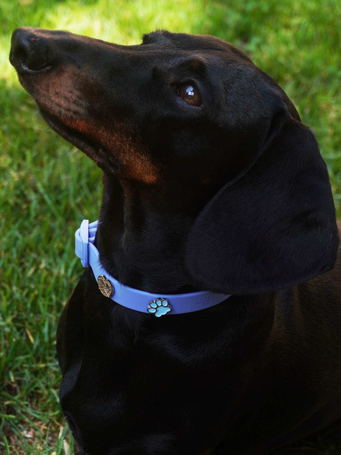 Paw Dog Collar Charm