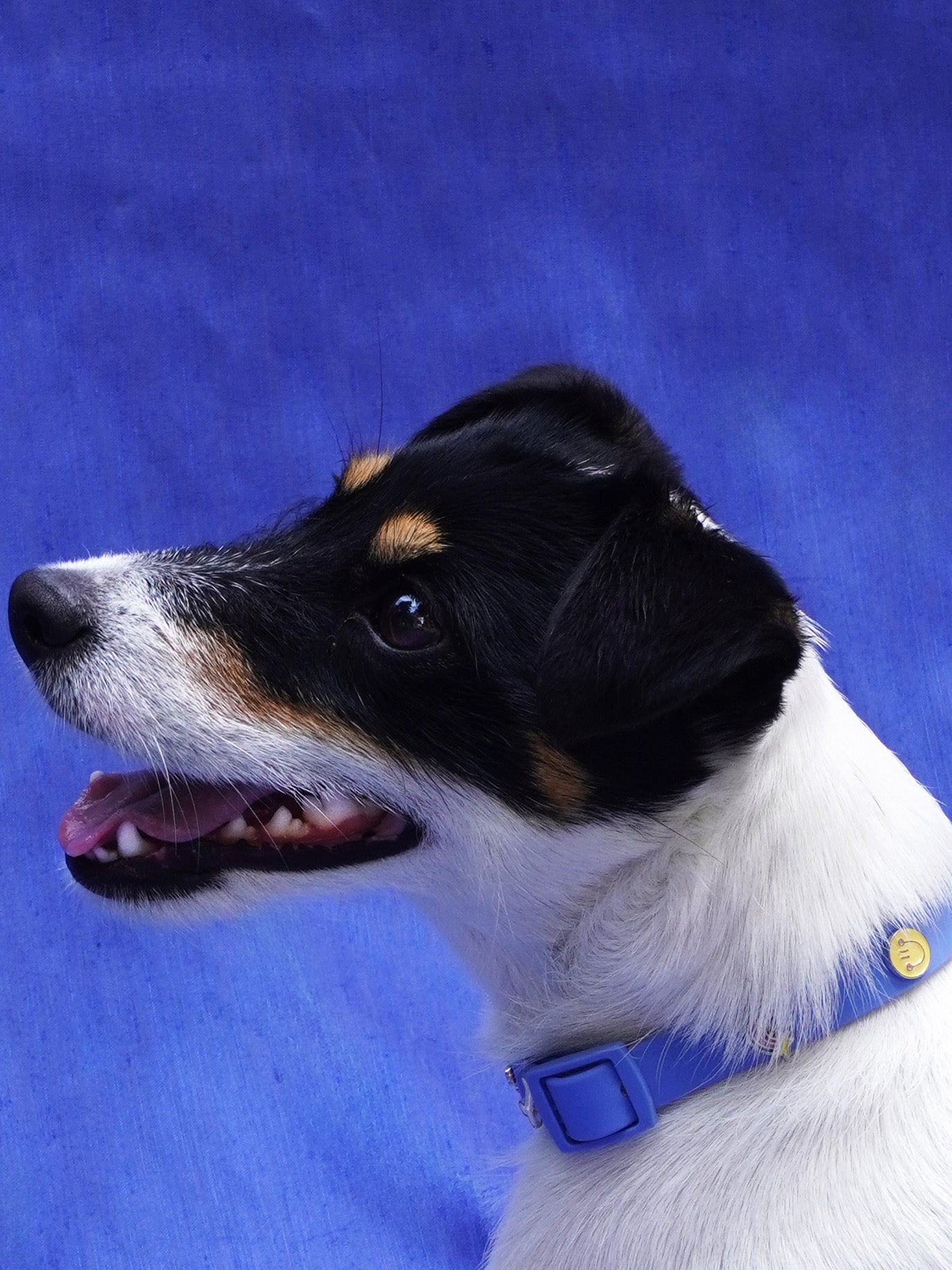 Happy Face Dog Collar Charm