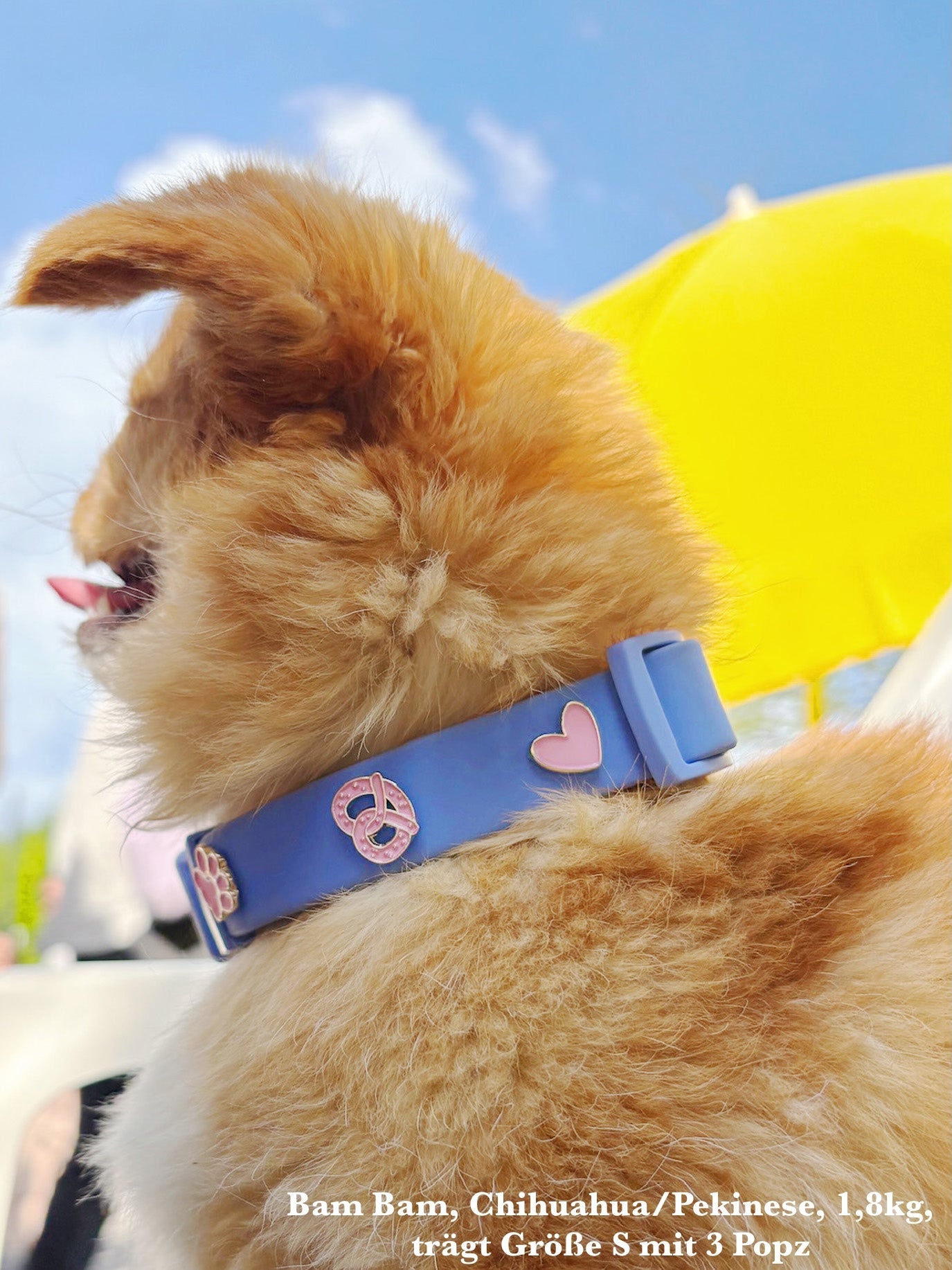Waterproof Outdoor Dog Collar