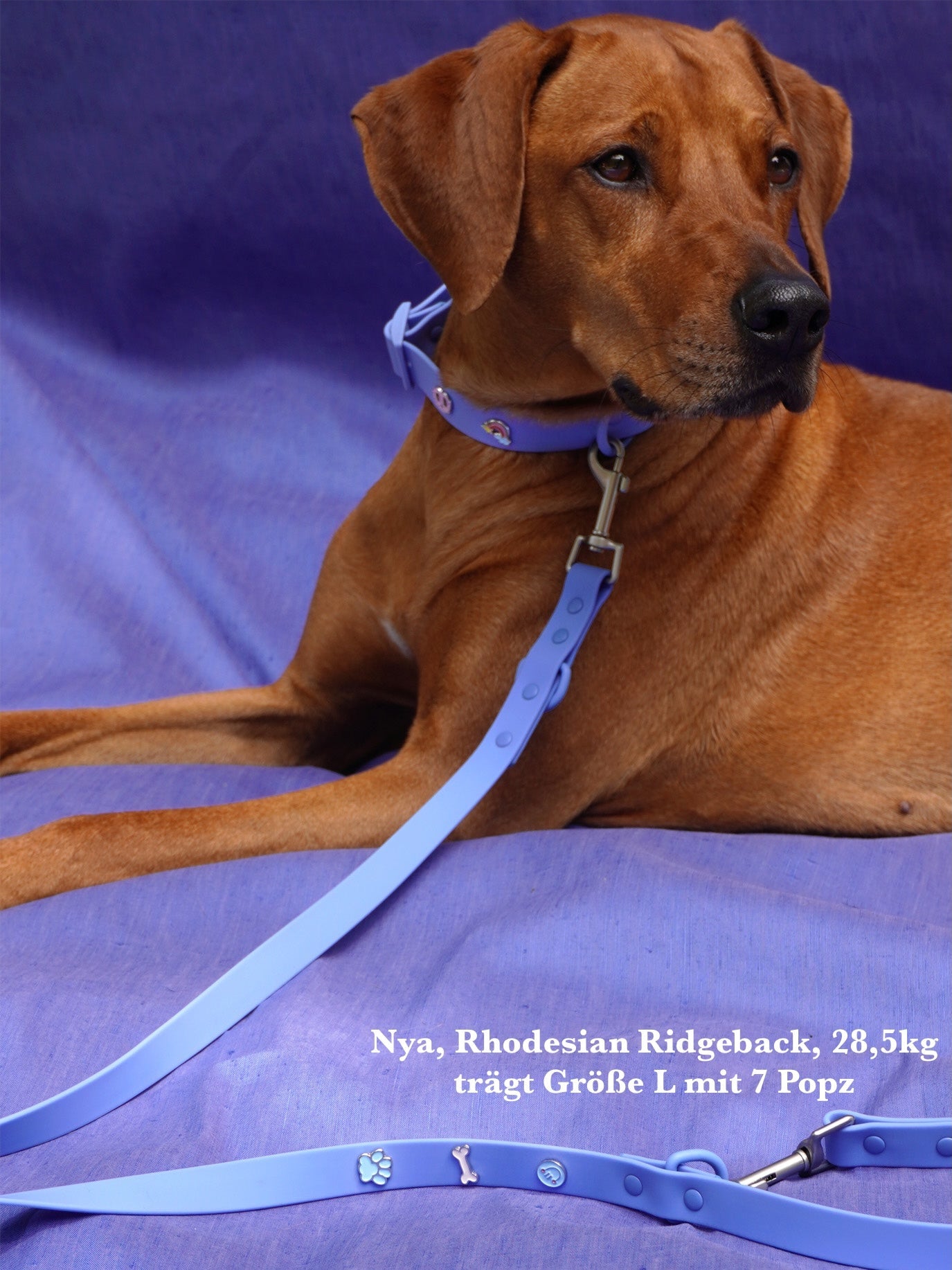 PawPopz Waterproof Outdoor Dog Leash