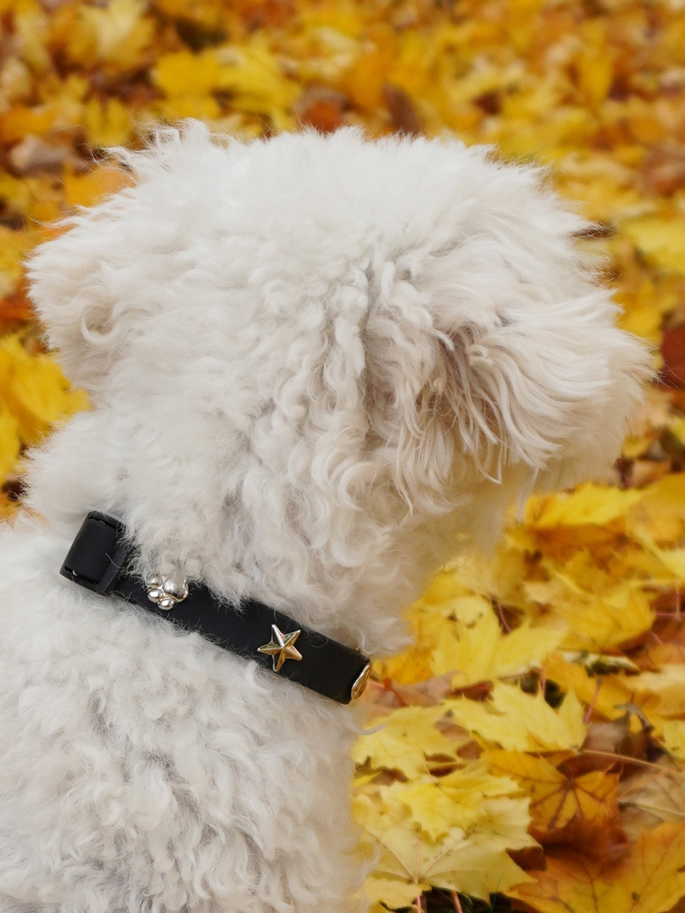 Silver Star Dog Collar Charm