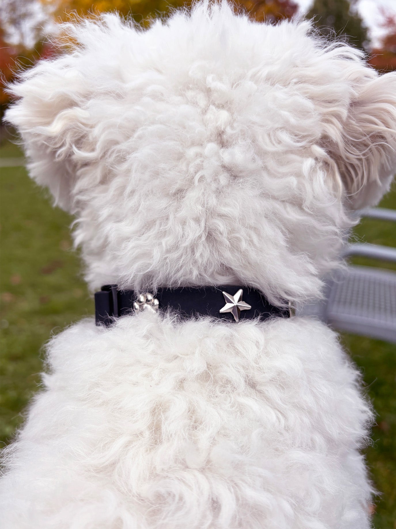 Silver Star Dog Collar Charm