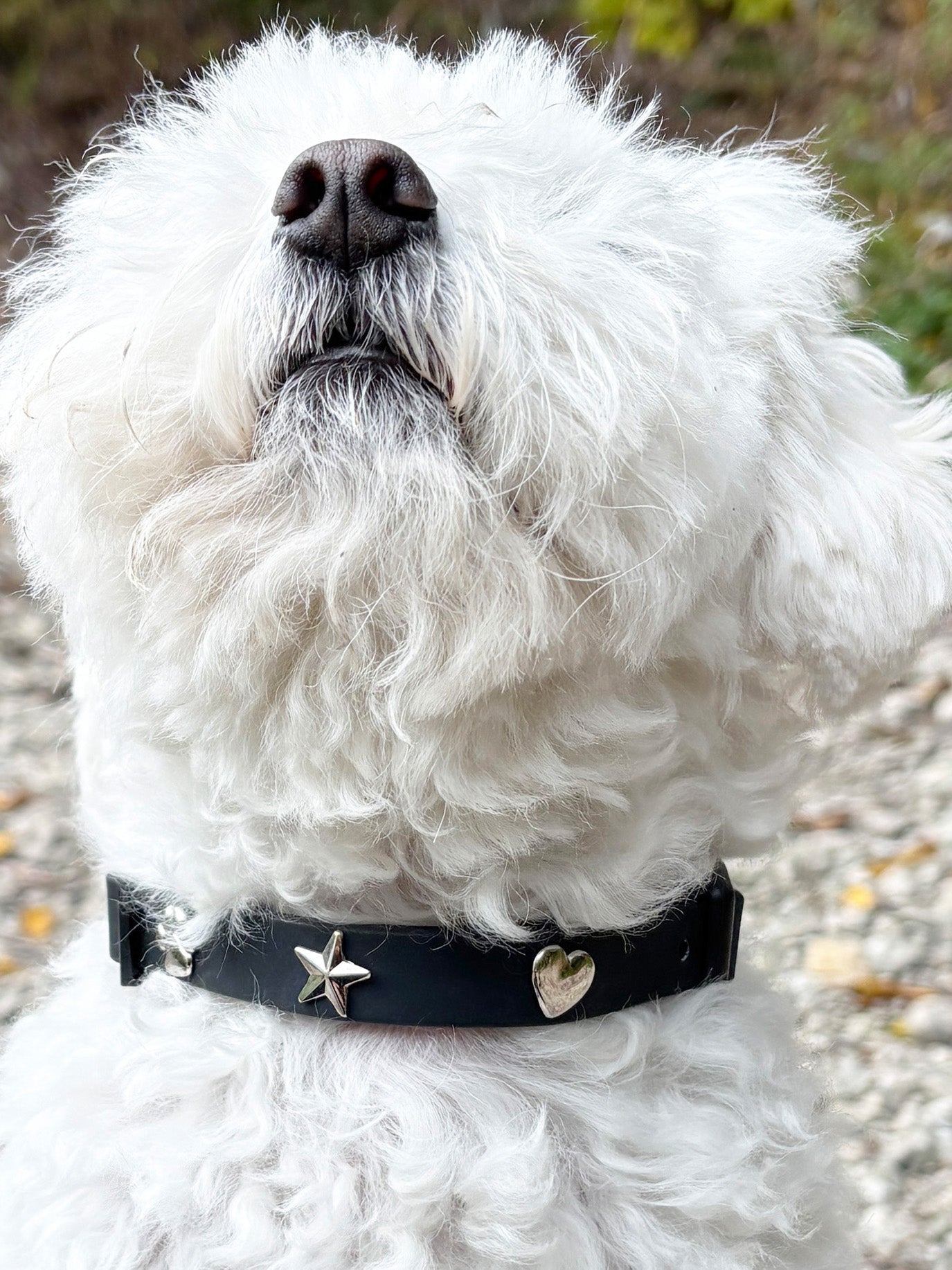 Silver Heart Dog Collar Charm