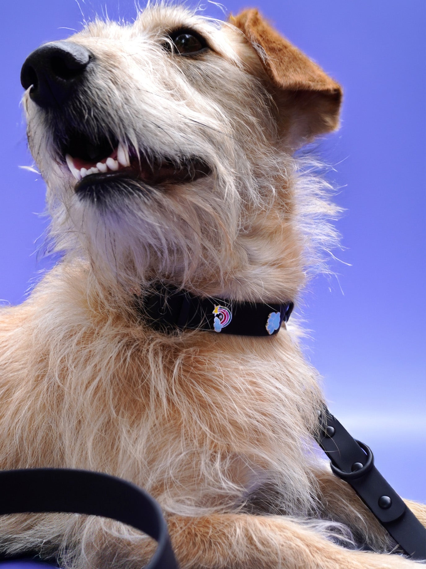 Rainbow Dog Collar Charm
