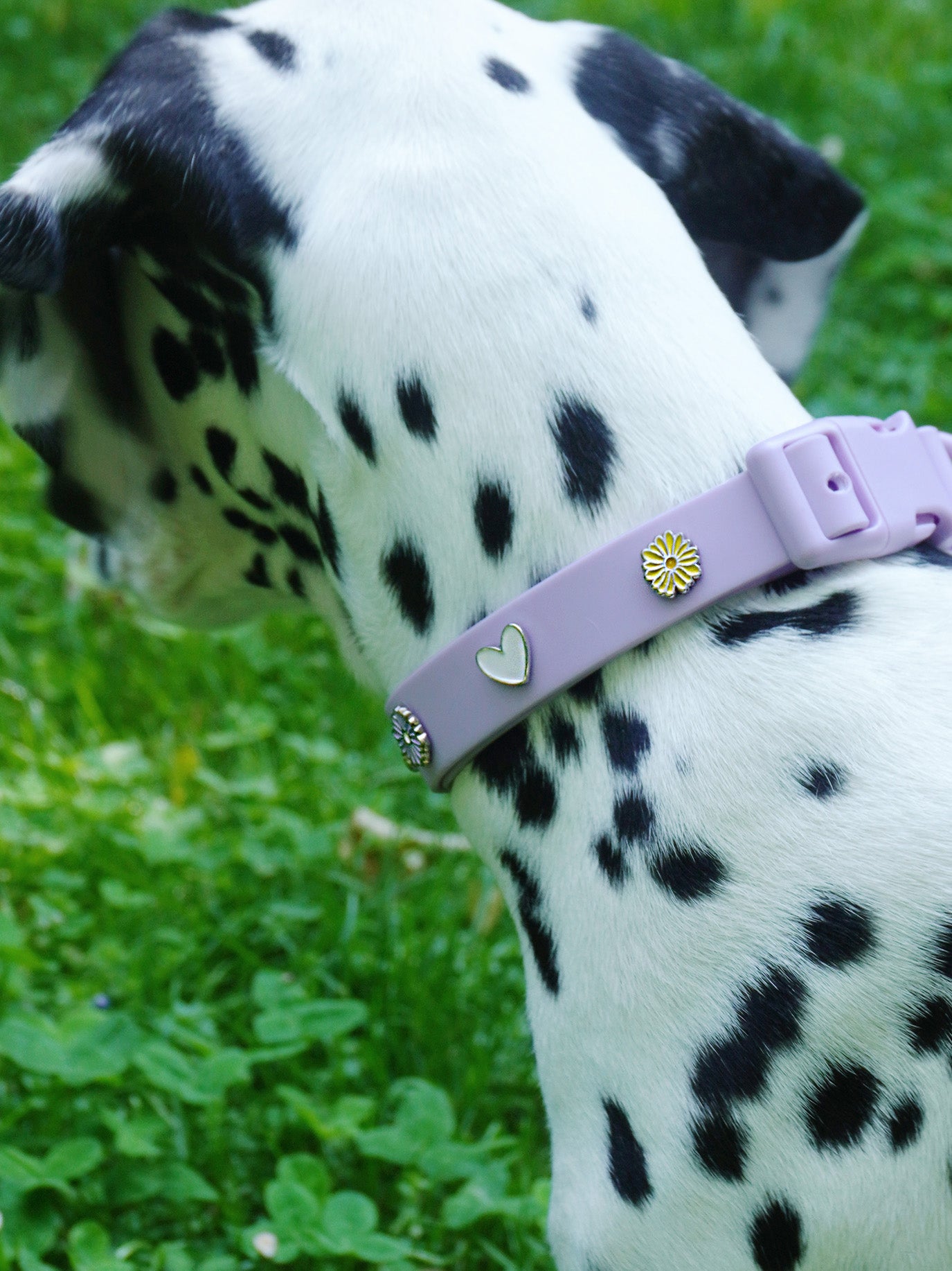 Heart Dog Collar Charm