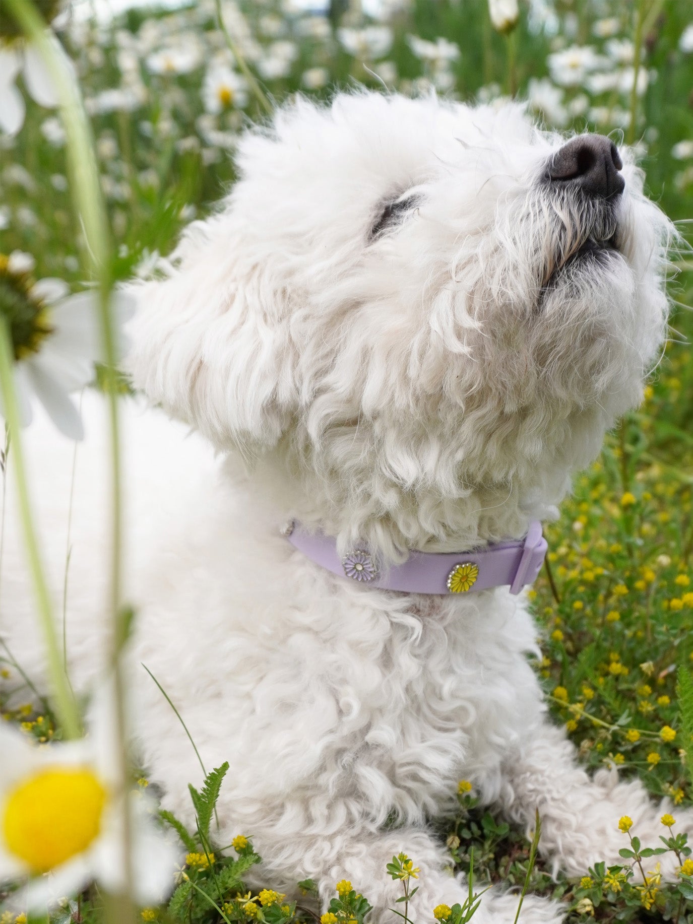 Flower Dog Collar Charm