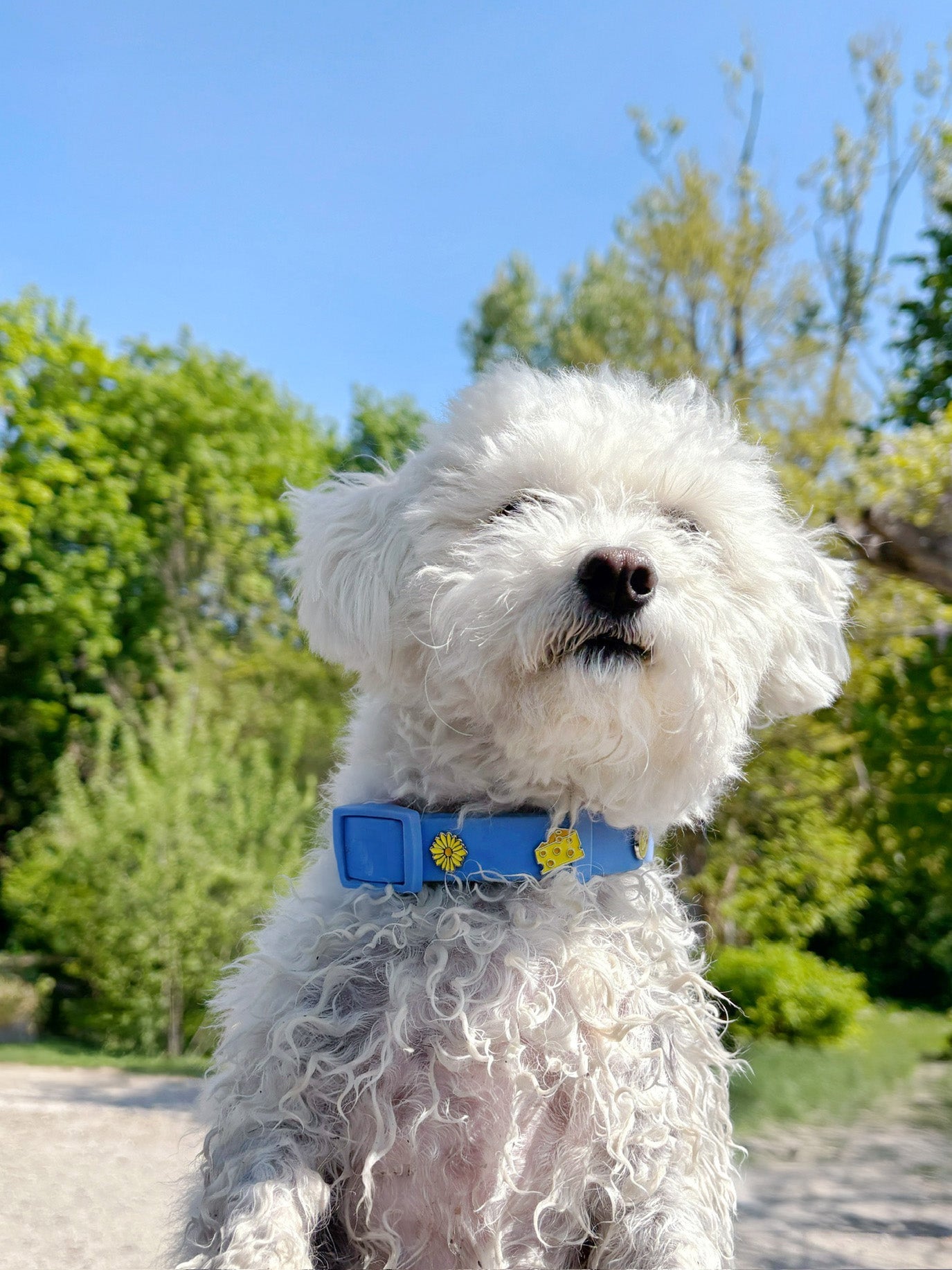 Cheese Dog Collar Charm
