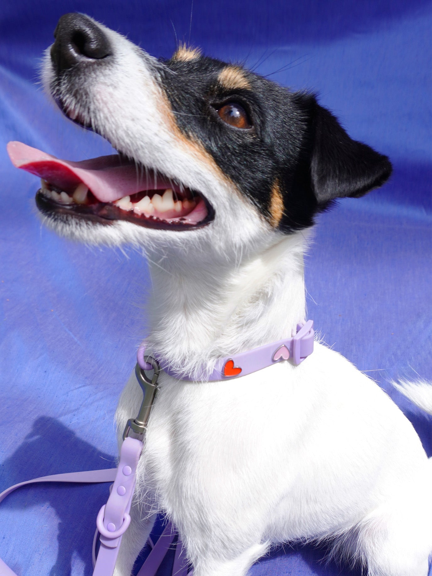 Heart Dog Collar Charm