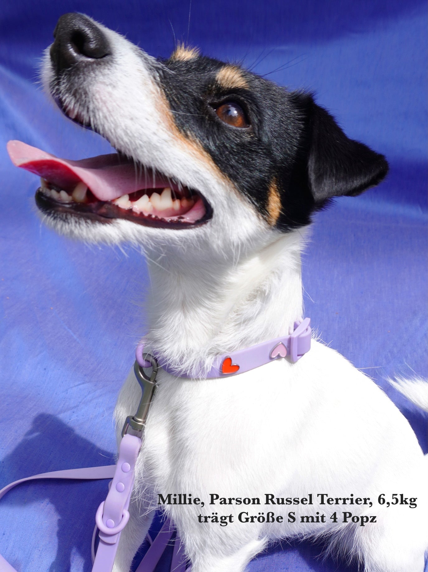 Waterproof Outdoor Dog Collar