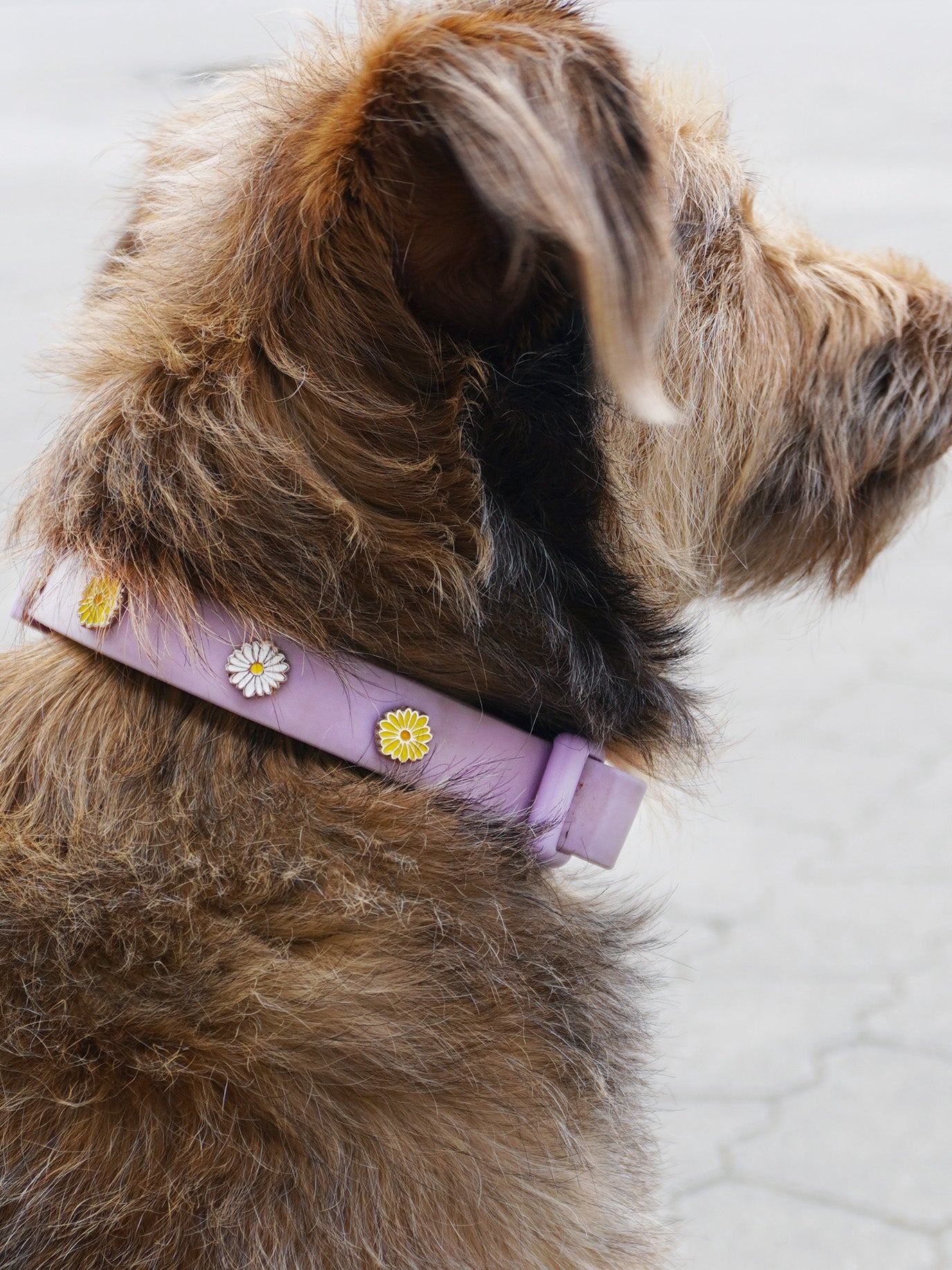 Flower Dog Collar Charm
