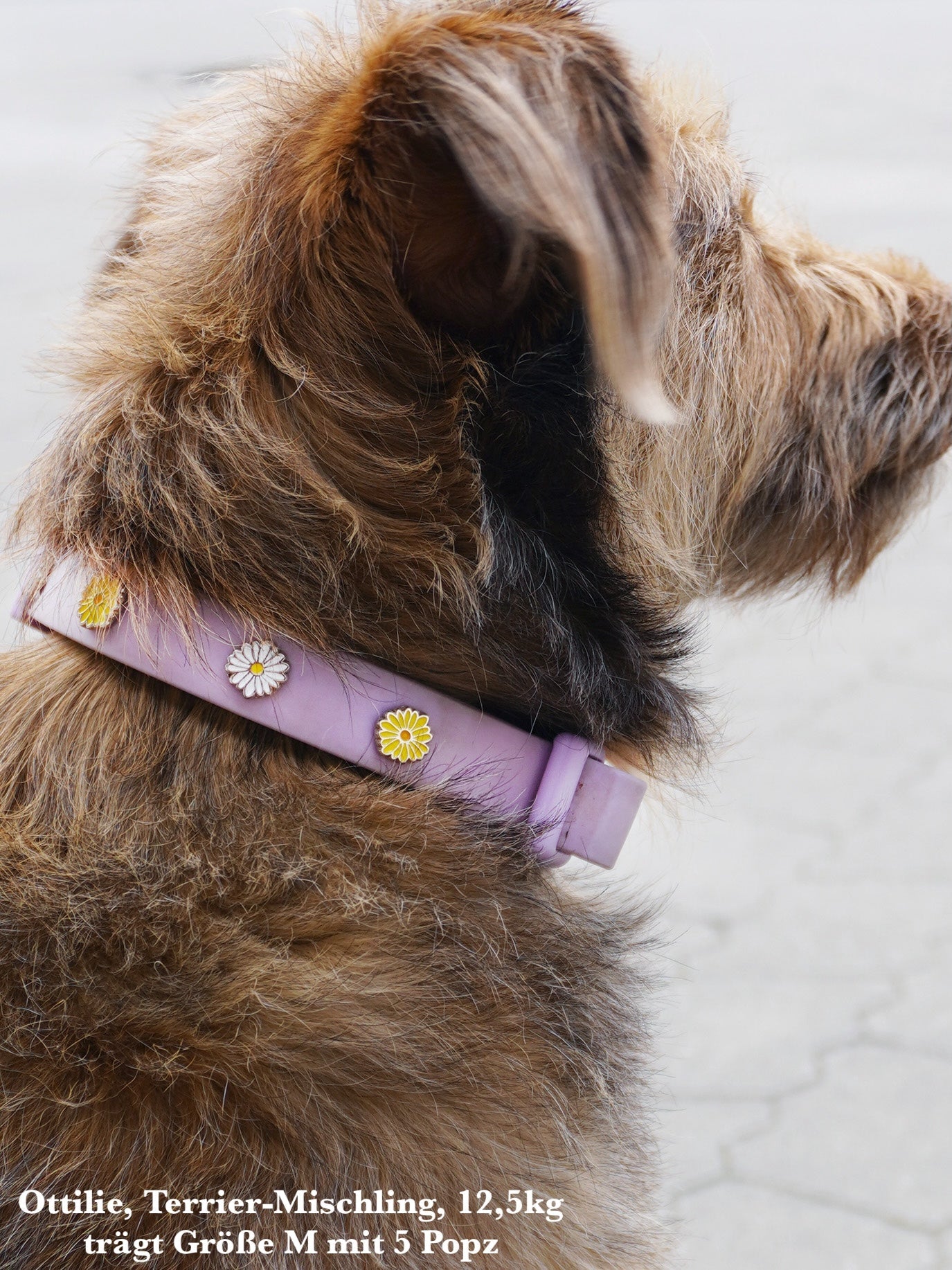 Waterproof Outdoor Dog Collar
