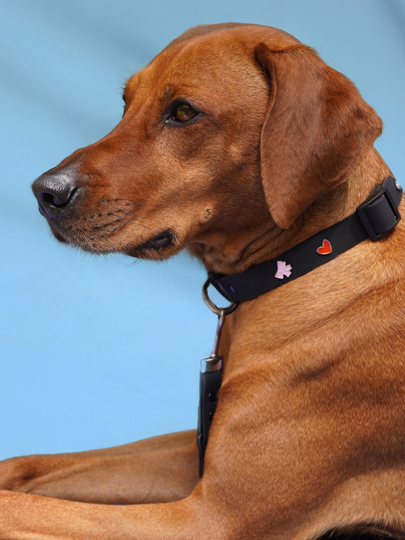 Heart Dog Collar Charm
