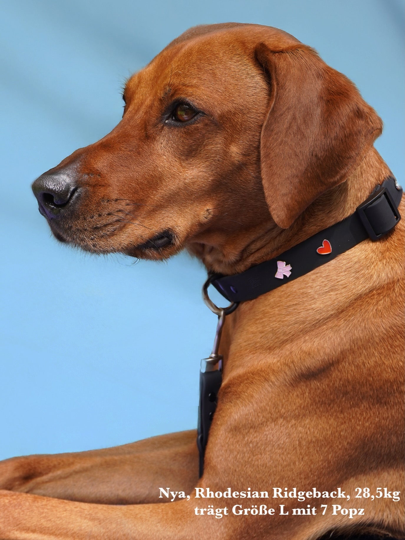 Waterproof Outdoor Dog Collar