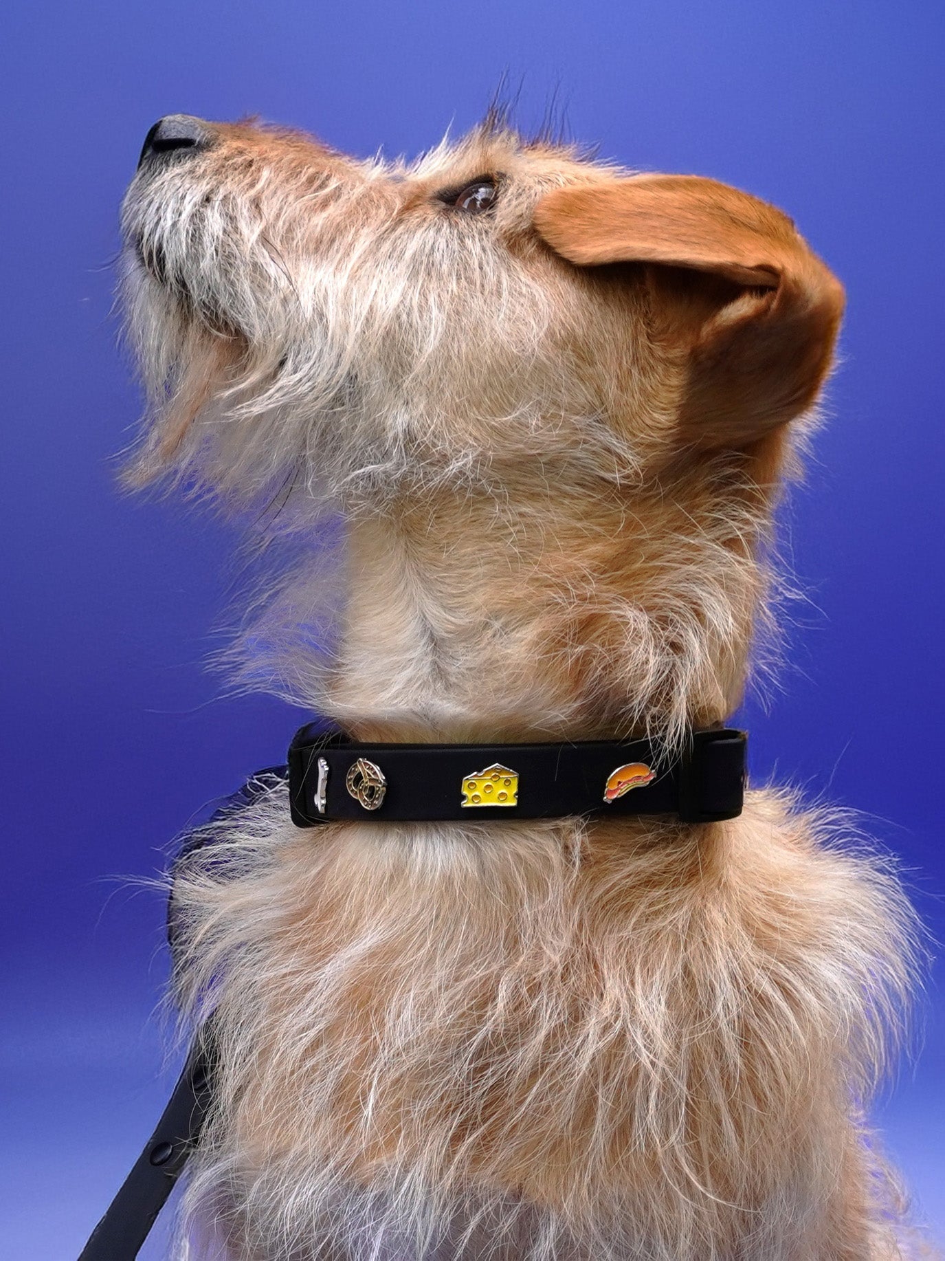 Cheese Dog Collar Charm