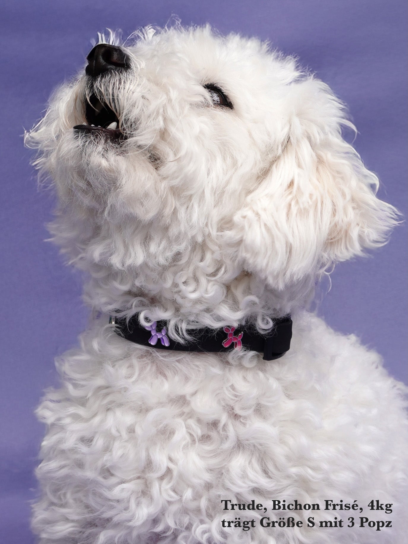 Waterproof Outdoor Dog Collar
