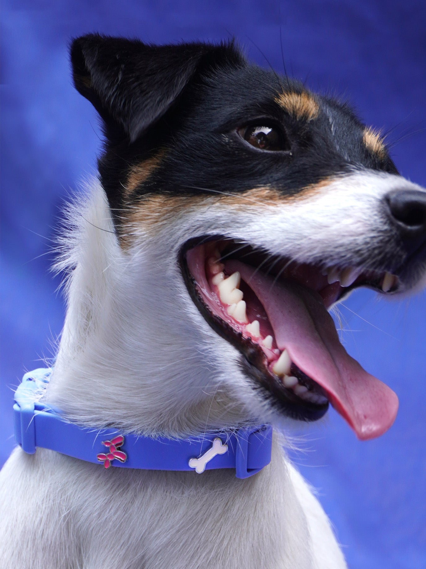 Balloon Dog Collar Charm