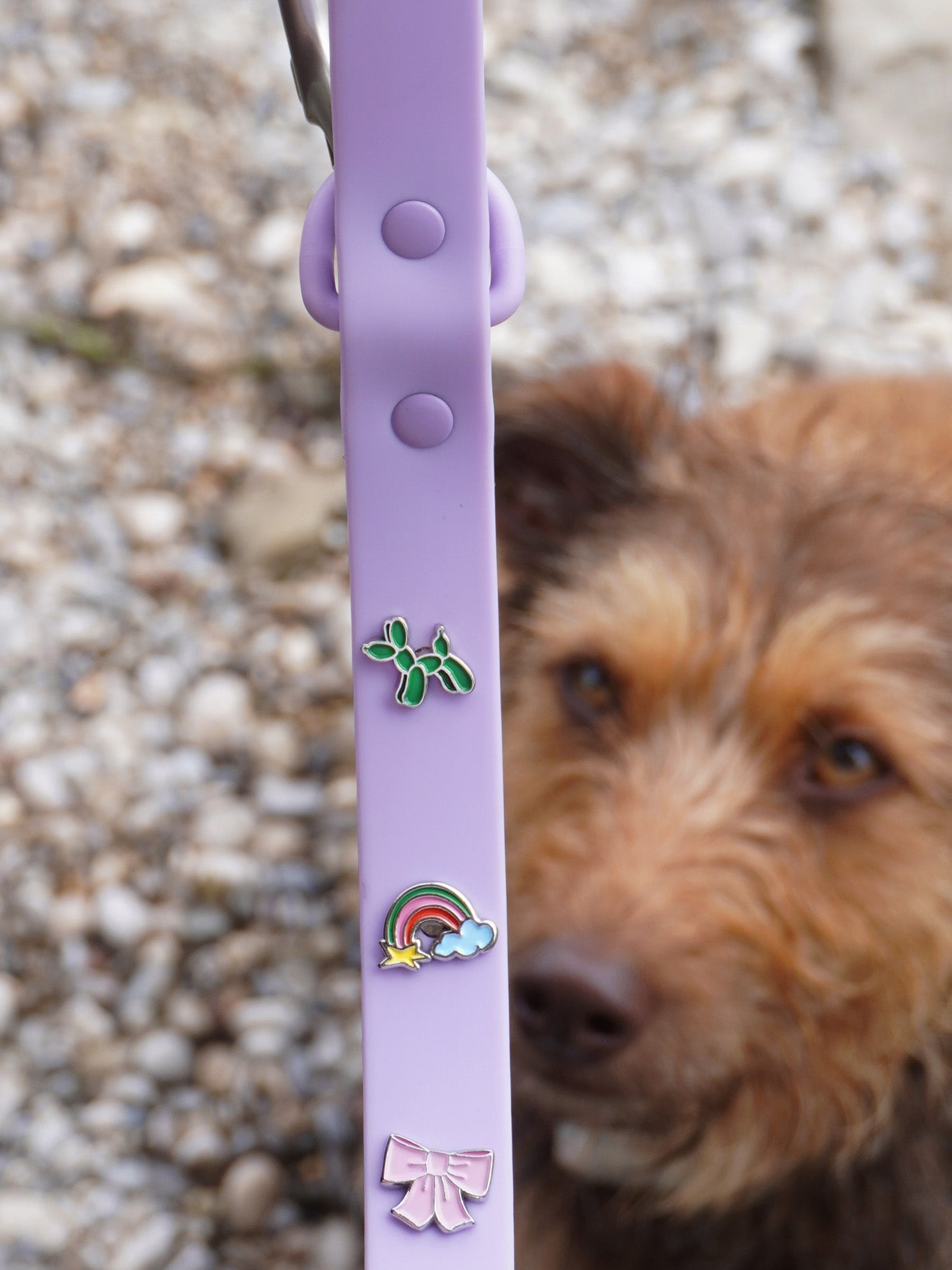 Rainbow Dog Collar Charm