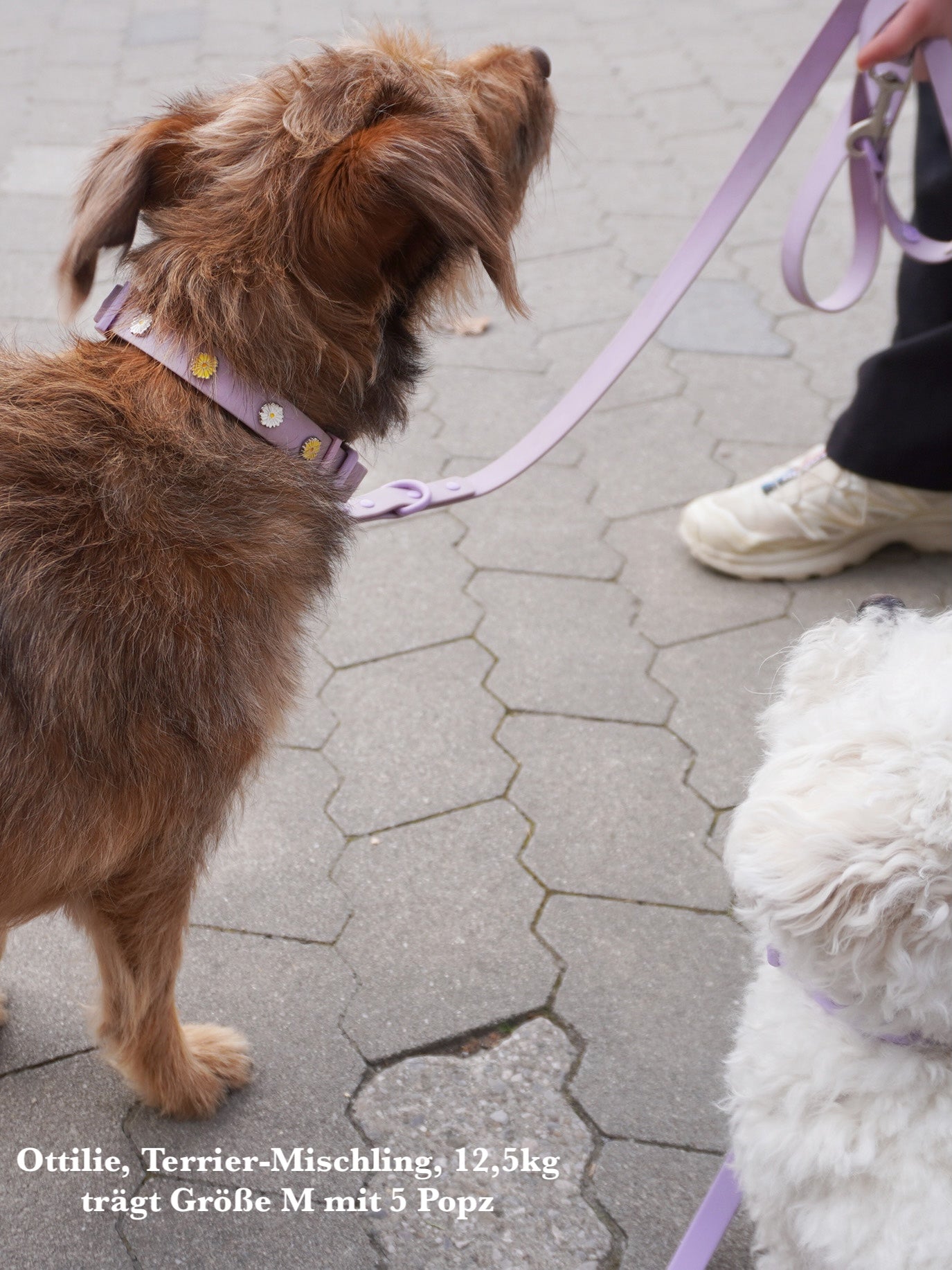 PawPopz Waterproof Outdoor Dog Leash