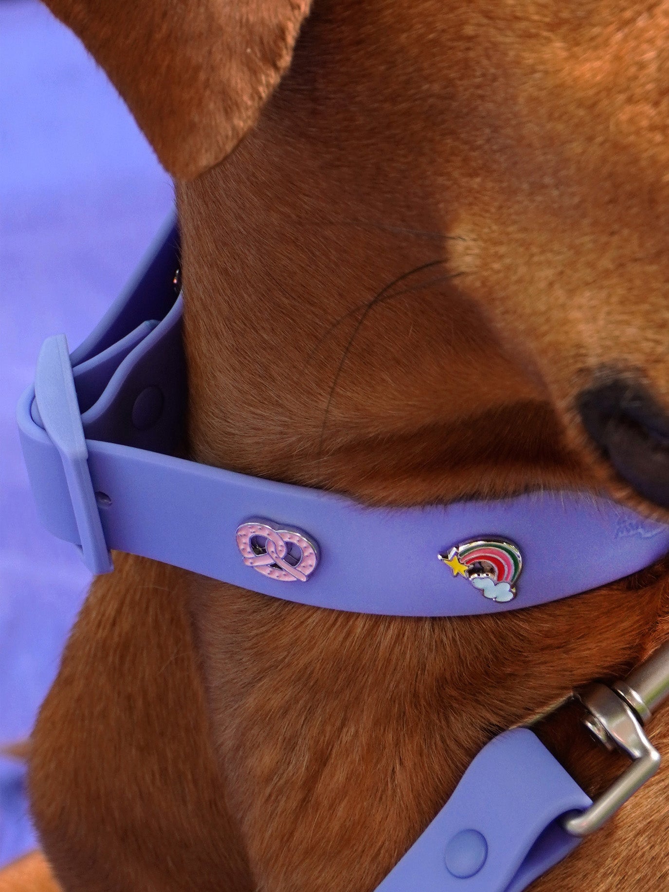 Rainbow Dog Collar Charm