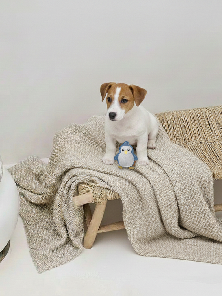 BUDDY. Leather Dog Toy "Small Penguin" - natural dog toy available online from BUDDY. dog accessories